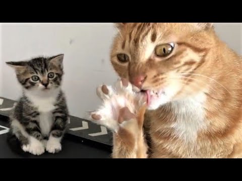Funny animals - Funny cats / dogs - Funny animal videos 200