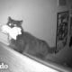 Gato captado en cámara oculta robando juguetes de hermana humana en la noche | El Dodo
