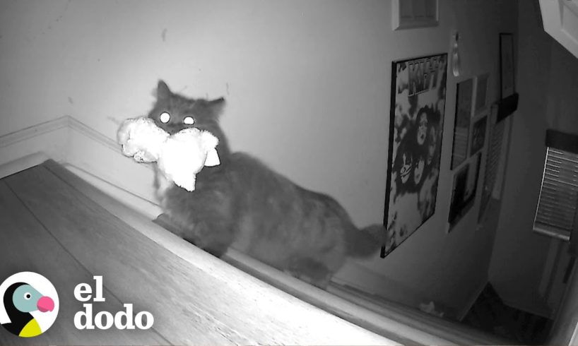 Gato captado en cámara oculta robando juguetes de hermana humana en la noche | El Dodo