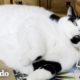 Gato enorme tiene una conexión muy especial con su hermana humana | El Dodo