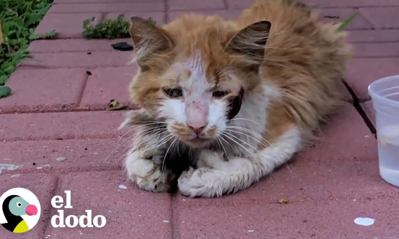 Gato hambriento aparece en el patio trasero de un chico pidiendo ayuda | El Dodo