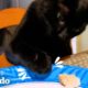 Gato no se detendrá ante nada para robar la comida de su mamá | Cat Crazy | El Dodo