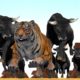 Giant Tiger vs Giant Bulls Fight Tiger Saved By Gorilla Wild Animal Fights Animal Revolt Epic Battle