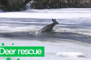 Good Samaritans Rescue Deer From Frozen River | Animal Rescue