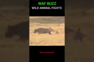 Great ! Buffalo Fights Back Lions To Escape #shorts