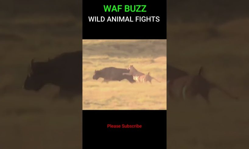 Great ! Buffalo Fights Back Lions To Escape #shorts