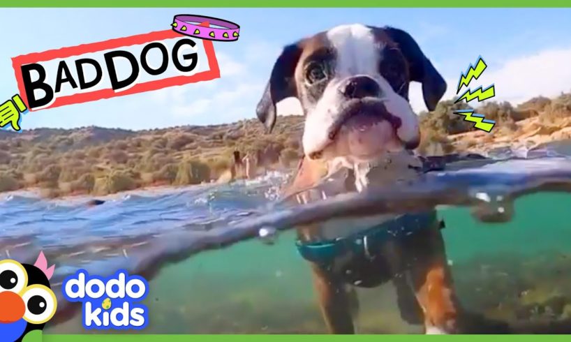 Grumpy Dog Took Our Socks And Towels…But Why??? | Dodo Kids | Bad Boys & Girls