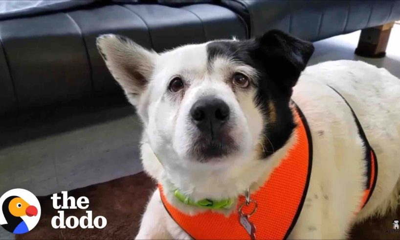 Guy Helps His Rescue Dog Lose Half Her Body Weight | The Dodo Soulmates