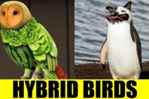 HYBRID BIRDS - Animals That Don't Exist