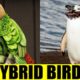 HYBRID BIRDS - Animals That Don't Exist