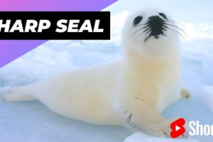 Harp Seal 🦭 One Of Worst Mothers In The Animal Kingdom #shorts