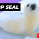 Harp Seal 🦭 One Of Worst Mothers In The Animal Kingdom #shorts