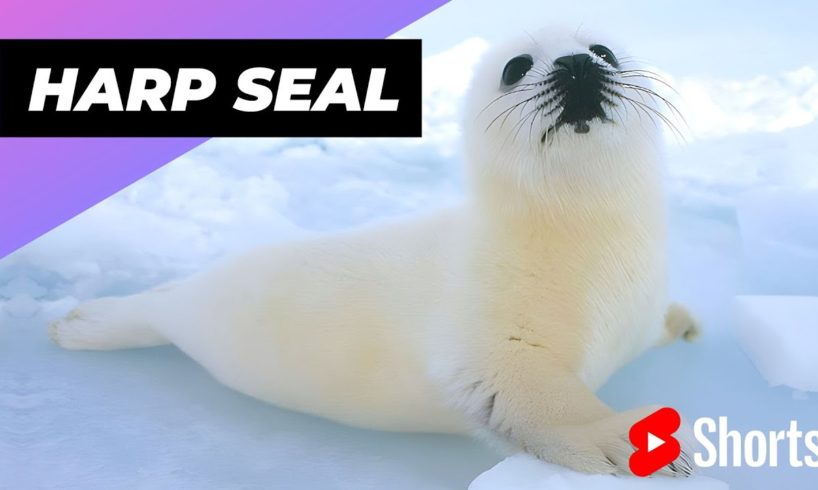 Harp Seal 🦭 One Of Worst Mothers In The Animal Kingdom #shorts