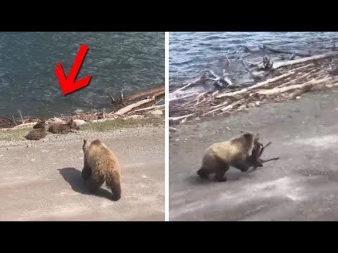 He Was Doomed! Rare Animal Fights Caught on Camera