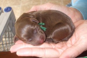 Heartbreaking journey of one day old puppy without mother surrender by owner to a happy boy!