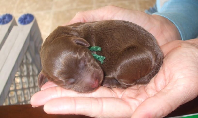 Heartbreaking journey of one day old puppy without mother surrender by owner to a happy boy!