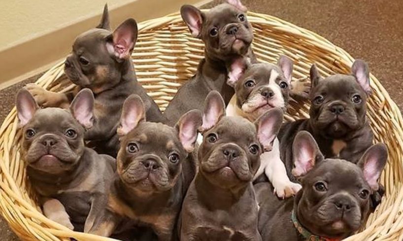 🤣 Hilarious 😻 French Bulldog 😻 - Cute And Funny Pets Videos 😇 Cutest Puppies