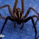 Hombre intenta desenredar una araña lobo rabiosa con pinzas | El Dodo