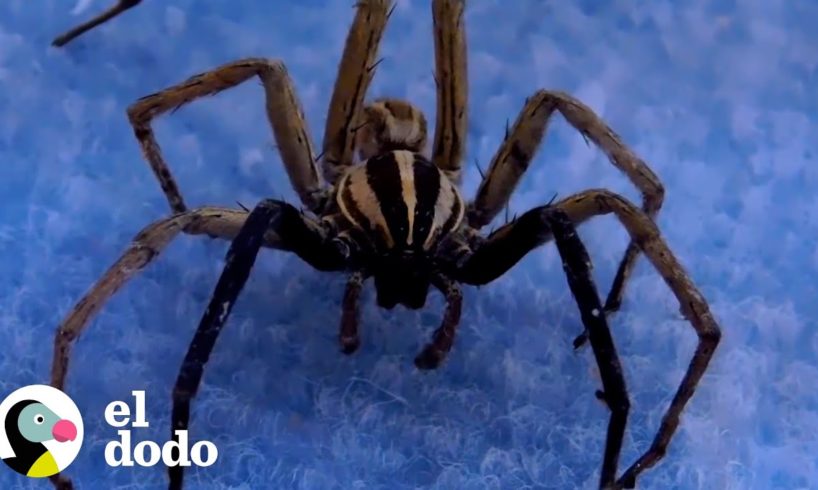 Hombre intenta desenredar una araña lobo rabiosa con pinzas | El Dodo