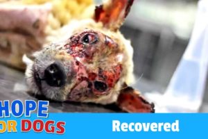 Hope For Paws Rescue Dog Without a Face When Nobody Else Would Featuring Victor Larkhill