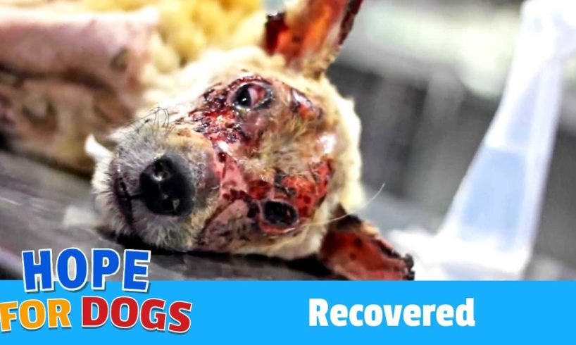 Hope For Paws Rescue Dog Without a Face When Nobody Else Would Featuring Victor Larkhill