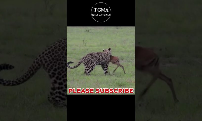 Horrifying Moments When Leopards Hunting Baby Animals! Wildlife Animals #shorts