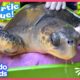 How Will Rescuers Use HONEY To Save This Sea Turtle? | Rescued! | Dodo Kids