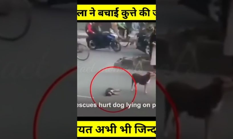 😊Humanity still Alive🤗Animal Rescue.. #shorts #short #animals #rescuedog