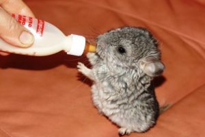 Humans Bottle Feeding Cute Baby Animals - Cute Animal Babies Videos || NEW