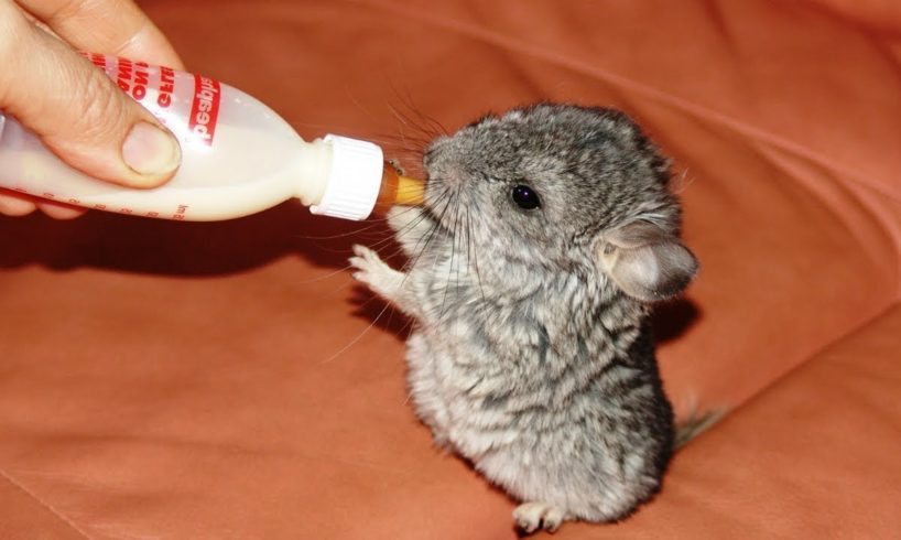 Humans Bottle Feeding Cute Baby Animals - Cute Animal Babies Videos || NEW