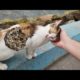 Hungry Cat Was Wandering By The Seaside And We Gave Him His Favorite Food/ Animal Rescue Video