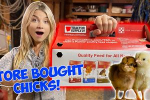 I Bought CHICKS From the Feed Store! NEW PETS *Cute Baby Animals*