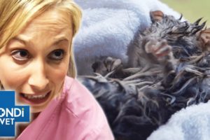 I Shouldn’t Be Alive - Luckiest Bondi Vet Animals! | Bondi Vet Compilation | Bondi Vet