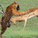 Impala Horns Too Scary! Tiger Ambush Impala And The Unexpected - Buffalo, Warthog Fight Back Tiger