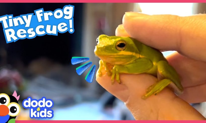 Is That A Frog In My Salad?! | Dodo Kids | Rescued!