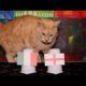 Italy Vs England - Animals Euro 2021 Final Prediction