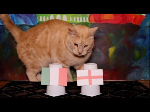 Italy Vs England - Animals Euro 2021 Final Prediction