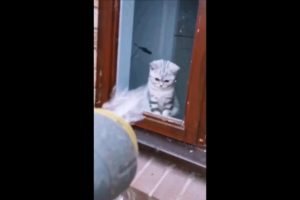 Just playing #funny cats #cutecats #cats #cat #pets #pet #catlover #petslover #shorts