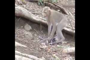 (KIDNAPPING NEWBORN MONKEYS COMPILATION TURNS SADISTIC!!) QUEEN of kidnapping (Melody)