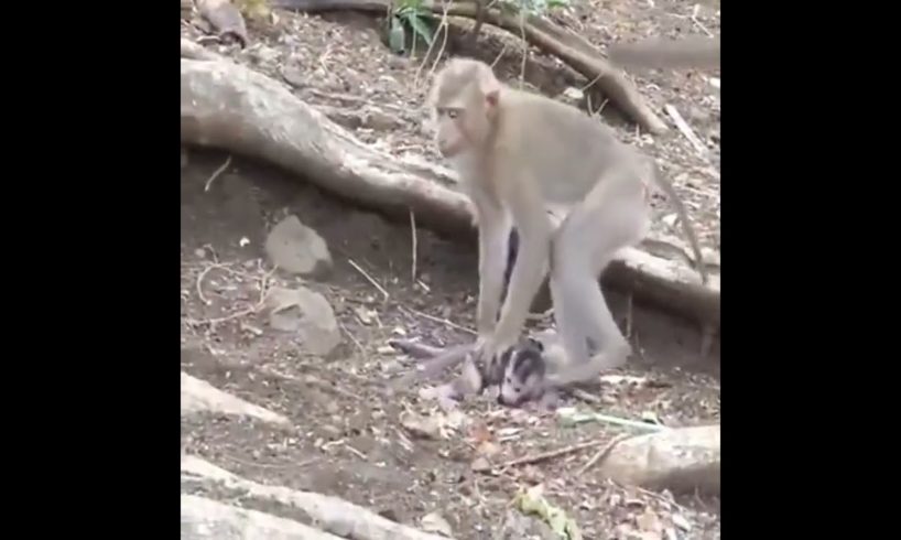 (KIDNAPPING NEWBORN MONKEYS COMPILATION TURNS SADISTIC!!) QUEEN of kidnapping (Melody)