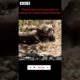 Komodo eats wild boar - animal fights