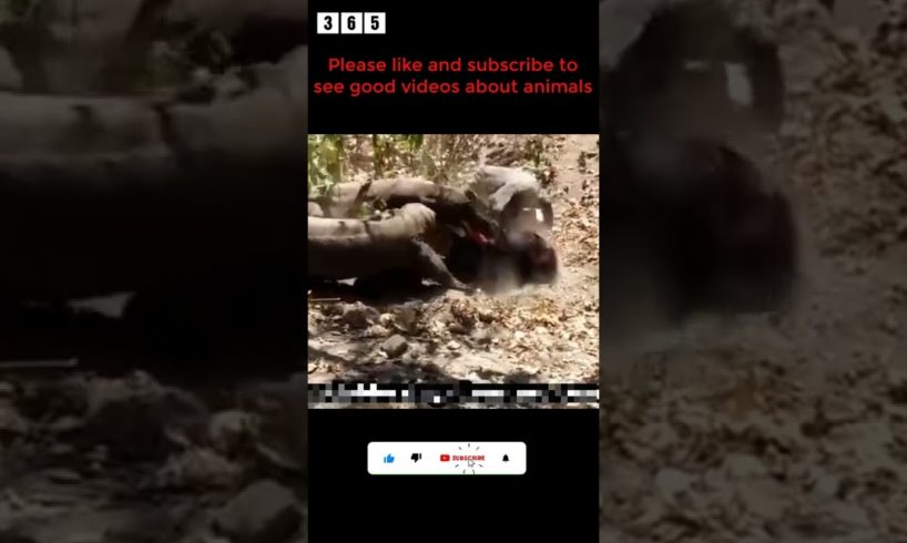 Komodo eats wild boar - animal fights