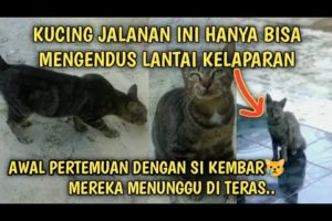 Kucing Jalanan Kelaparan Mengendus Penuh Harap Awal Bertemu si Kembar | Video Sedih Kucing Jalanan