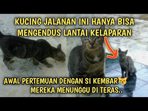 Kucing Jalanan Kelaparan Mengendus Penuh Harap Awal Bertemu si Kembar | Video Sedih Kucing Jalanan