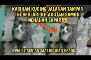 Kucing Jalanan Tampan Berlari Ketakutan Menahan Lapar | Video Sedih Kucing Jalanan