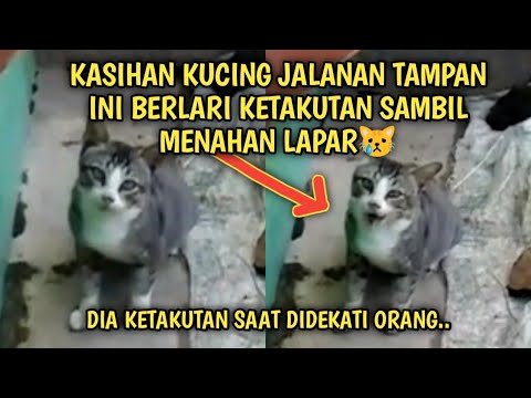 Kucing Jalanan Tampan Berlari Ketakutan Menahan Lapar | Video Sedih Kucing Jalanan