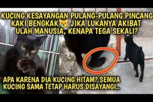 Kucing Kesayangan Pincang Kenapa Tega Menyakiti Kucing Hitam ini Kedua Kalinya | Video Sedih Kucing