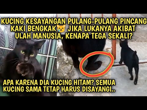 Kucing Kesayangan Pincang Kenapa Tega Menyakiti Kucing Hitam ini Kedua Kalinya | Video Sedih Kucing