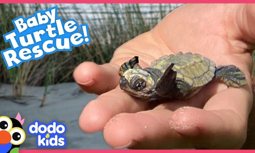 Lady Protects Turtle Eggs From Danger Until The Little Babies Hatch | Rescued! | Dodo Kids