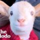 Lamb Is Obsessed With His Mom’s Coworker | The Dodo Little But Fierce